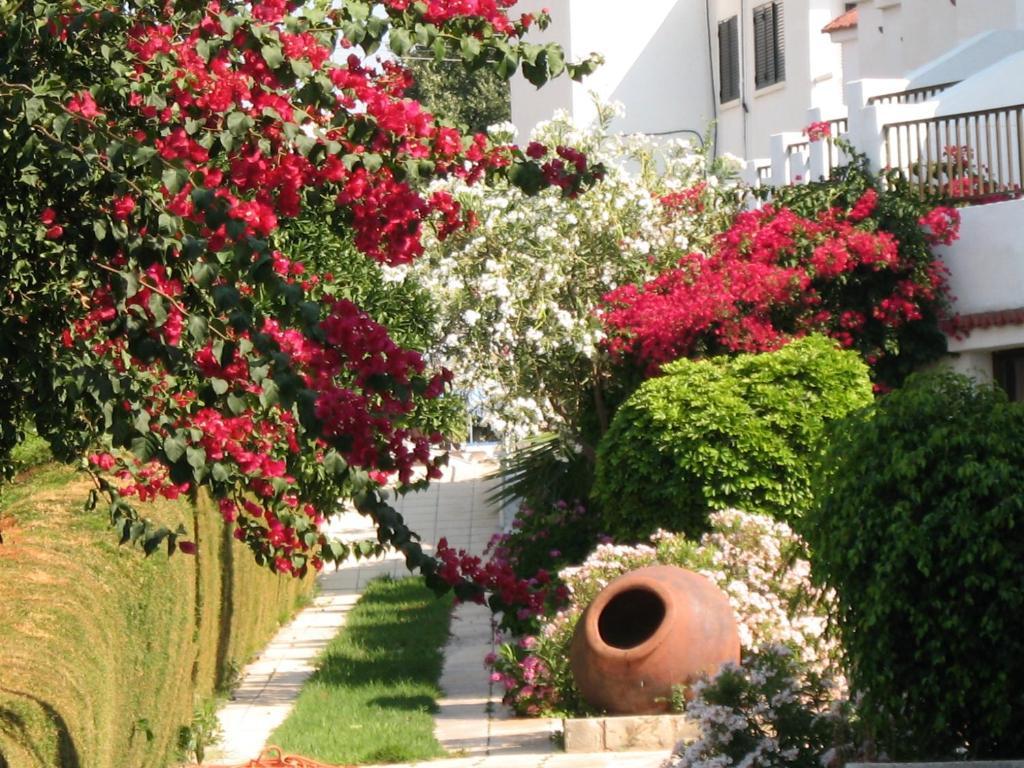 Bougainvillea Apartments Polis Buitenkant foto